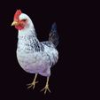 9.jpg CHICKEN CHICKEN - DOWNLOAD CHICKEN 3d Model - animated for Blender-Fbx-Unity-Maya-Unreal-C4d-3ds Max - 3D Printing HEN hen, chicken, fowl, coward, sissy, funk- BIRD - POKÉMON - GARDEN
