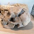 IMG_20210717_092327.jpg Homo heidelbergensis Skull