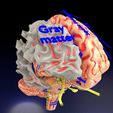centralnervoussystemcortexlimbicbasalgangliastemcerebel3dmodelblend.jpg Central nervous system cortex limbic basal ganglia stem cerebel 3D model