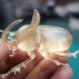 DSC05344.JPG STL-Datei Eupatorus Birmanicus kostenlos・3D-Drucker-Design zum herunterladen