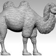 camel6.jpg camel