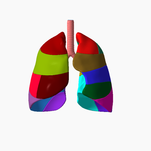 1.png Lower respiratory tract Lung 3D SEGMENTED in 19 PARTS