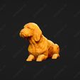 929-Basset_Fauve_de_Bretagne_Pose_09.jpg Basset Fauve de Bretagne Dog 3D Print Model Pose 09