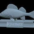 Perch-statue-30.png fish perch / Perca fluviatilis statue detailed texture for 3d printing