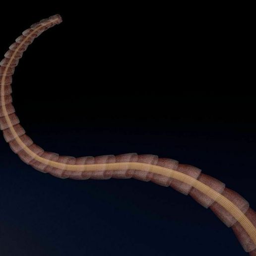 Yalangoch rus kaltaklarining fotosuratlari