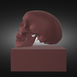 Без-названия-render-1.png crânio