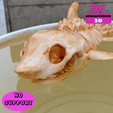 flexisharkskeleton8.png Flexi Skeleton Shark