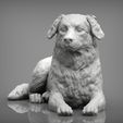australian-shepherd2.jpg Australian shepherd 3D print model