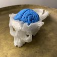 Boneheads: Boîte Crâne avec cerveau - via 3DKitbash.com, Kangoo-roo