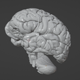 69.PNG.1c29338125a2f3806bfc98c7e8eb89c5.png 3D Model of Human Brain