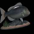 Dentex-statue-1-12.png fish Common dentex / dentex dentex statue underwater detailed texture for 3d printing