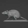 2022-12-30-19_32_53-Blender_-C__Users_lowri_OneDrive_Desktop_Rat_rat.blend.jpg Rat