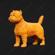 3073-Cairn_Terrier_Pose_01.jpg Cairn Terrier Dog 3D Print Model Pose 01