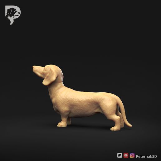 Dachshund-Miniature-Smooth-Haired-Pose-02-Dog-3D-Print-7s.jpeg Teckel miniature à poil lisse Pose 02