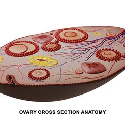 Ovary_Preview.jpg 3D file Ovary Cross Section Anatomy・Design to download and 3D print