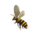 0_00025.jpg DOWNLOAD BEE 3D Model BEE - Obj - FbX - 3d PRINTING - 3D PROJECT - BLENDER - 3DS MAX - MAYA - UNITY - UNREAL - CINEMA4D - BEE GAME READY - POKÉMON - RAPTOR
