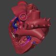 4.jpg 3D Model of Heart Interior Anatomy