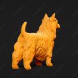 670-Australian_Terrier_Pose_03.jpg Australian Terrier Dog 3D Print Model Pose 03