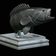 White-grouper-open-mouth-1-7.png fish white grouper / Epinephelus aeneus trophy statue detailed texture for 3d printing