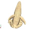 Humpback-Whale-Head-off-the-Water-10.jpg Humpback Whale Head off the Water 3D printable model