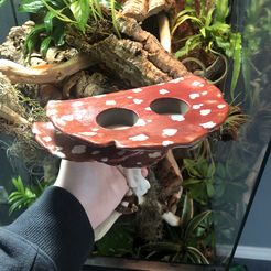 Mushroom shelf “Amanita Caesarea”