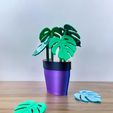 Final-Results.jpg Monstera Coasters Plant and Pot