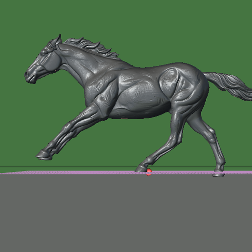 Thoroughbred Horse