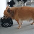 20201108_170147.jpg Приподнятая миска для собак