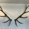 8bcbd237-4262-487d-9665-2df85959908b.jpeg Elk Shed Antler Wall Mounts - Left, Right, Corded