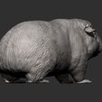 Teddy-Guinea-Pig6.jpg Teddy Guinea Pig 3D print model