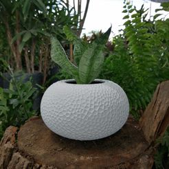 coral05.jpg STL file Rounded Coral Vase・Design to download and 3D print
