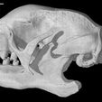 specimen-8.jpg Bradypus variegatus, Three-toed Sloth skull