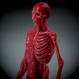 Untitled_Viewport_015.png Human anatomy Human anatomy ready to print Halloween Pumpkin