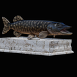 northern-pike-statue-box-1-2-1-6.png fish NORTHERN PIKE (ESOX LUCIUS) open mouth with storage space / for 3d printing