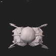 IMG_6874.png craniophages