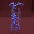 file-43.jpg Venous system thorax abdominal vein labelled 3D model