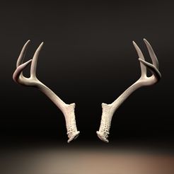 Front.jpg Whitetail Buck Deer Antler Set 2