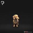 Dachshund-Miniature-Smooth-Haired-Pose-03-Dog-3D-Print-1s.jpeg Teckel miniature à poil lisse Pose 03