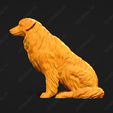 531-Australian_Shepherd_Dog_Pose_04.jpg Australian Shepherd Dog 3D Print Model Pose 04