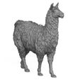 3D-Print-Ready-Llama-06.jpg Llama Animal 3D Print Model