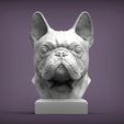 French_Bulldog1.jpg French Bulldog bust 3D print model
