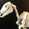 IMG_5510.jpg Esqueleto de cavalo