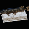 northern-pike-statue-box-1-2-1-15.png fish NORTHERN PIKE (ESOX LUCIUS) open mouth with storage space / for 3d printing