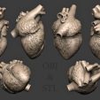 6453456.jpg Файл STL Human Heart・Дизайн 3D принтера для загрузки