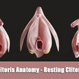 Clitoris-Anatomy_Resting-Clitoris_preview.jpg Clitoris Anatomy - Resting Clitoris