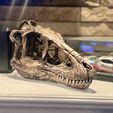 Life size baby T-rex skeleton - Part 01/10