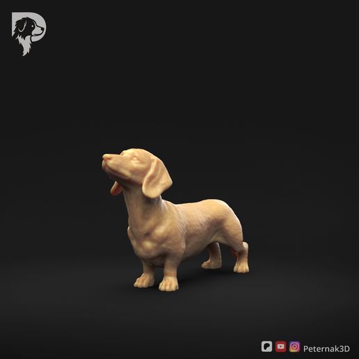 Dachshund-Miniature-Smooth-Haired-Pose-02-Dog-3D-Print-9s.jpeg Teckel miniature à poil lisse Pose 02