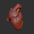 3.jpg HUMAN HEART