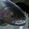 Rainbow-trout-trophy-open-mouth-1-25.png fish rainbow trout / Oncorhynchus mykiss trophy statue detailed texture for 3d printing