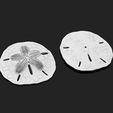 03_sand-dollar-clypeasteroida-3d-print-aquarium-3d-model-obj-fbx-stl.jpg Sand Dollar - Clypeasteroida 3D Print - Aquarium - Sea Life